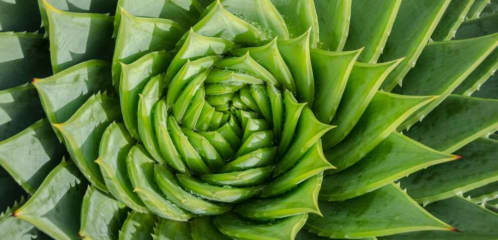 Close up photo of a spiral aloe vera with water drops